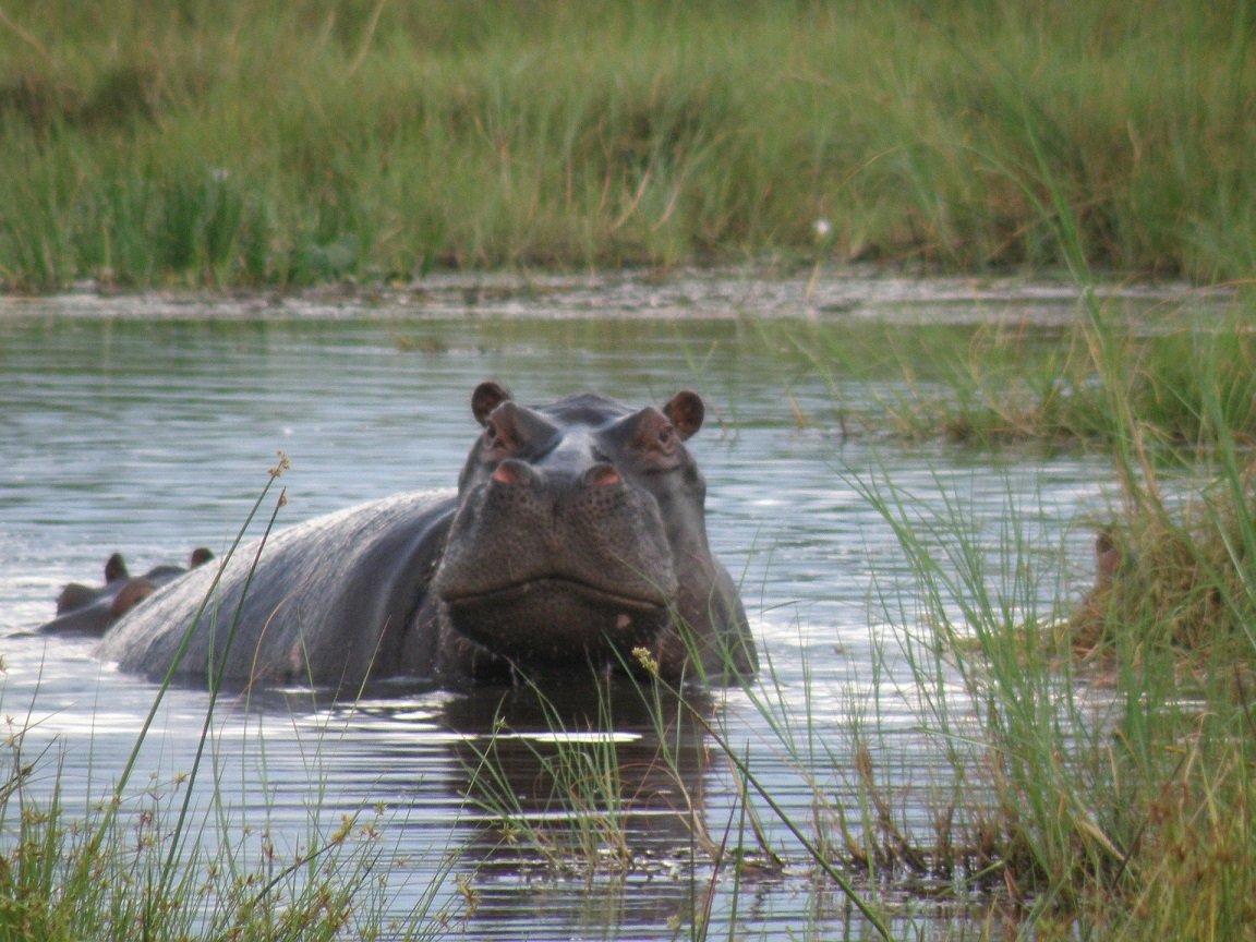 Hipopotamo Delta do Okavango, Botsuana - Viagem Para África- Foto Pixabay