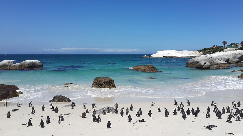 Pinguins Boulders Beach, Cidade do Cabo - Viagem Para África- Foto Pixabay