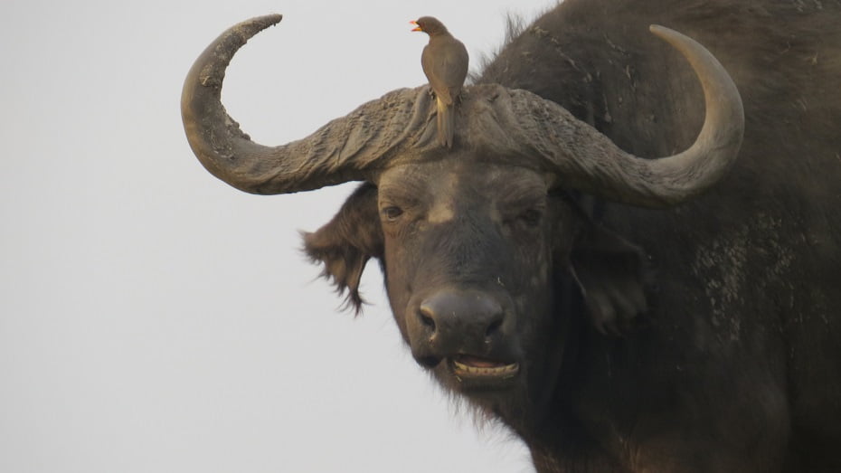 Bufalo e seu amigo passarinho no Rio Chobe, Overland Tour em Botswana