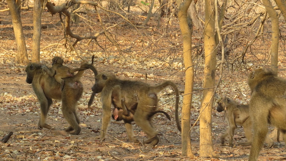 Grupo de macacos com seus filhoes dependurados, Parque Chobe, Botswana