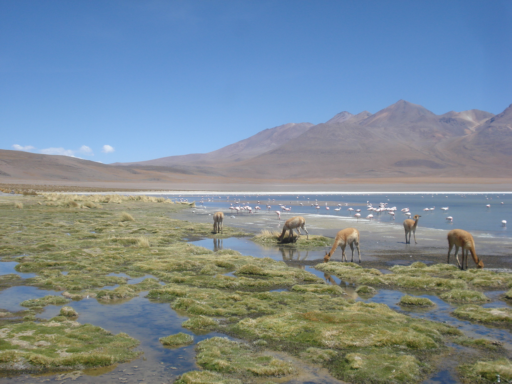 Vicuñas e Flamingos nas Lagunas coloridas Bolivianas