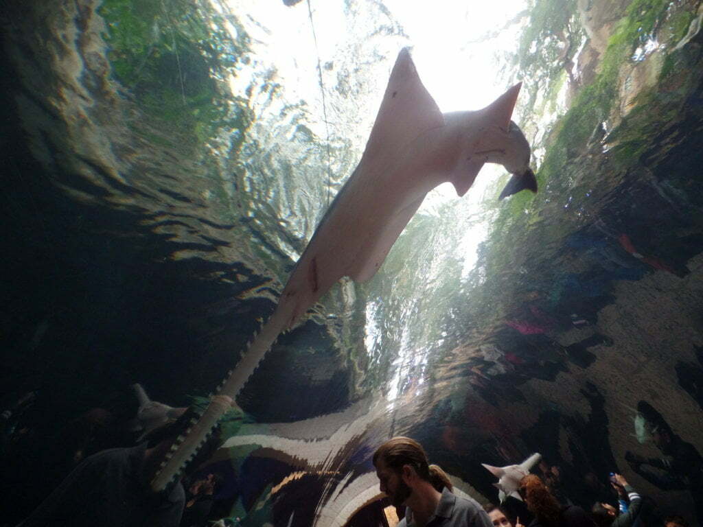 10 - Túnel de vidro no aquário da cidade - Dallas, EUA