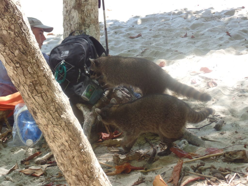 Guaxinins roubando a mala do povo no Parque Manuel Antônio, Costa Rica