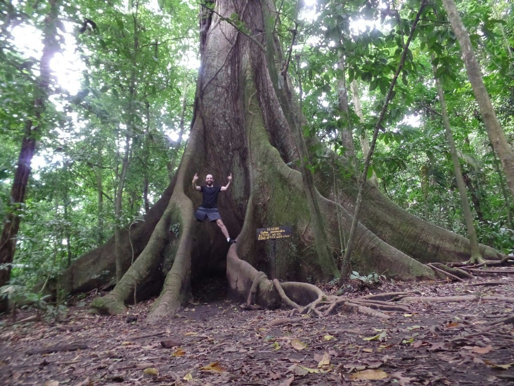 Árvore Ceiba próximo ao Vulcão Arenal - Costa Rica