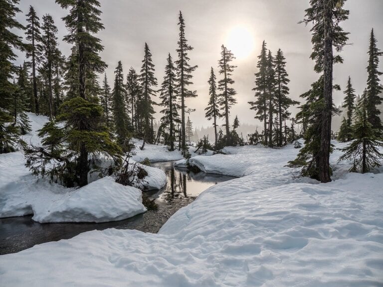 Abeto em British Columbia, Canadá - Foto James Wheeler, Pixabay