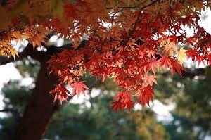 Folhas de outono_ Maple Leaf- Pixabay