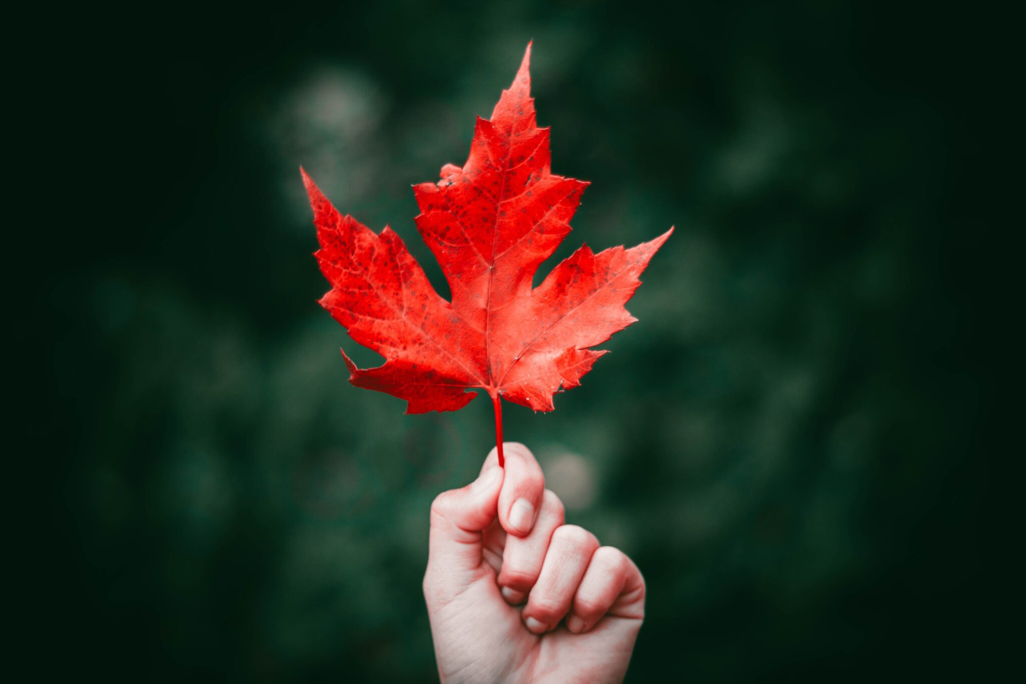 Bandeira do Canad: Histria, Significados e mais! - Intercmbio & Viagem